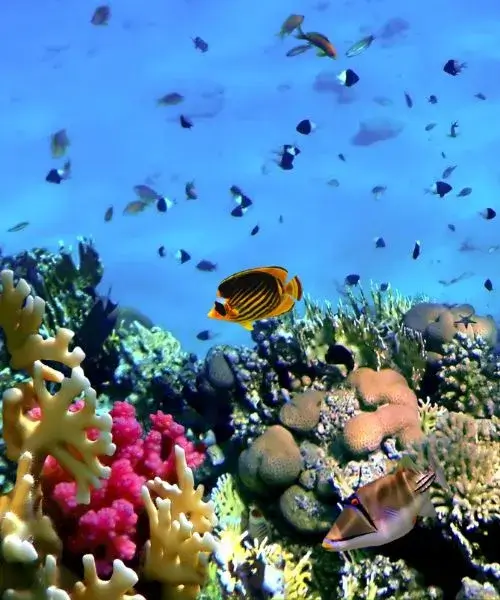 Vie marine diversifiée avec poissons tropicaux et coraux colorés dans un récif corallien, symbolisant la diversité biologique des océans