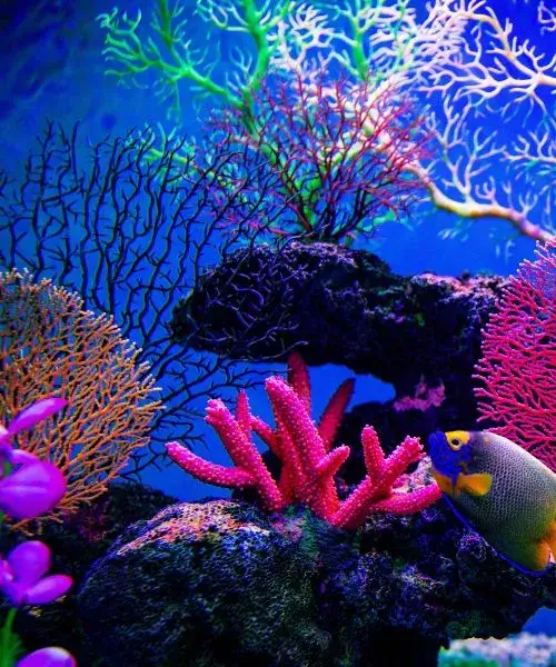Aquarium coloré avec divers coraux et poisson-ange tropical, illustration de la biodiversité des récifs coralliens