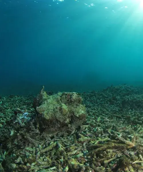 Récif corallien dégradé avec des coraux blanchis sous un éclairage naturel, soulignant le besoin de conservation marine