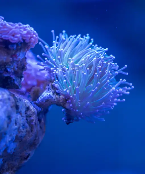 respir'coraux - Corail bleu tropical éclatant dans les eaux cristallines : une merveille de la nature